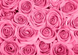 Фреска Пышный букет розовых роз