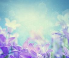 Фотообои Фиолетовые цветки на нежно-голубом