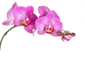 Фотообои Фиолетовая орхидея