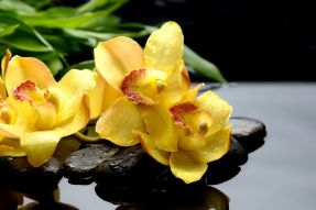 Фреска орхидея и камни