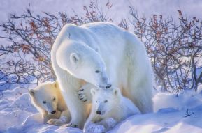 Фотообои белые медведи