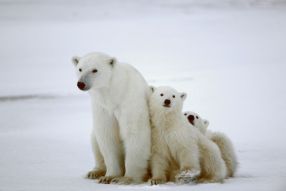 Фотообои Белые медведи