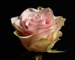Фреска Нежный бутон розы