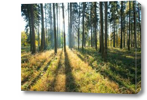 Картина Чистое утро в лесу